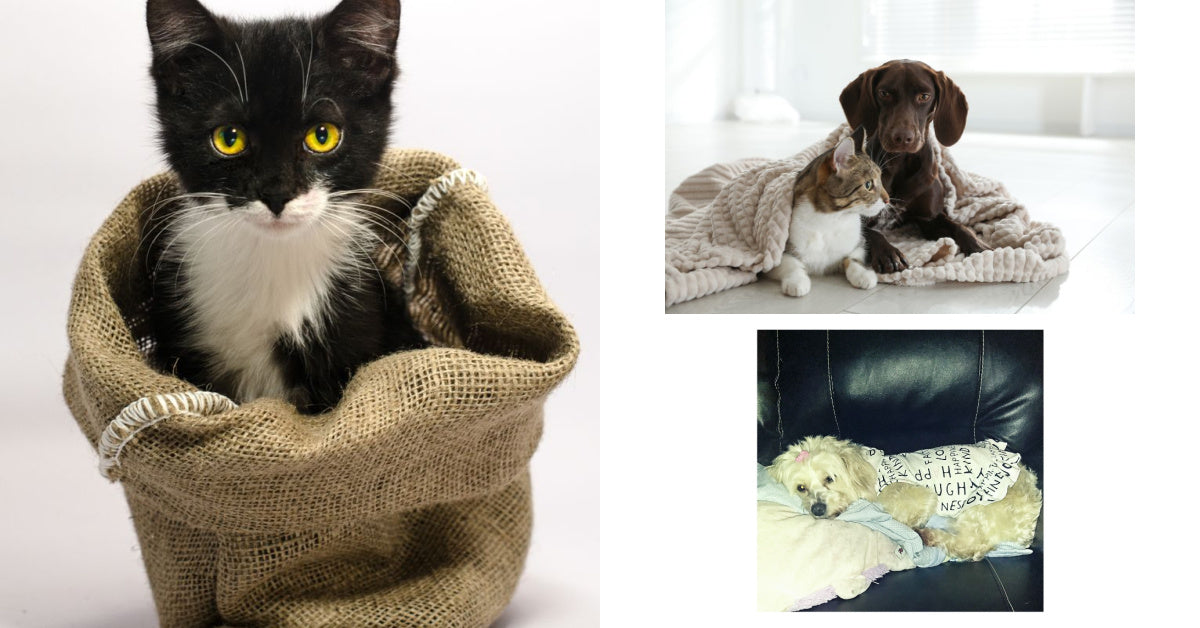 Sewing Craft Ideas for Your Furry Friends