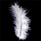 Marabou Feathers Pack (24pcs)