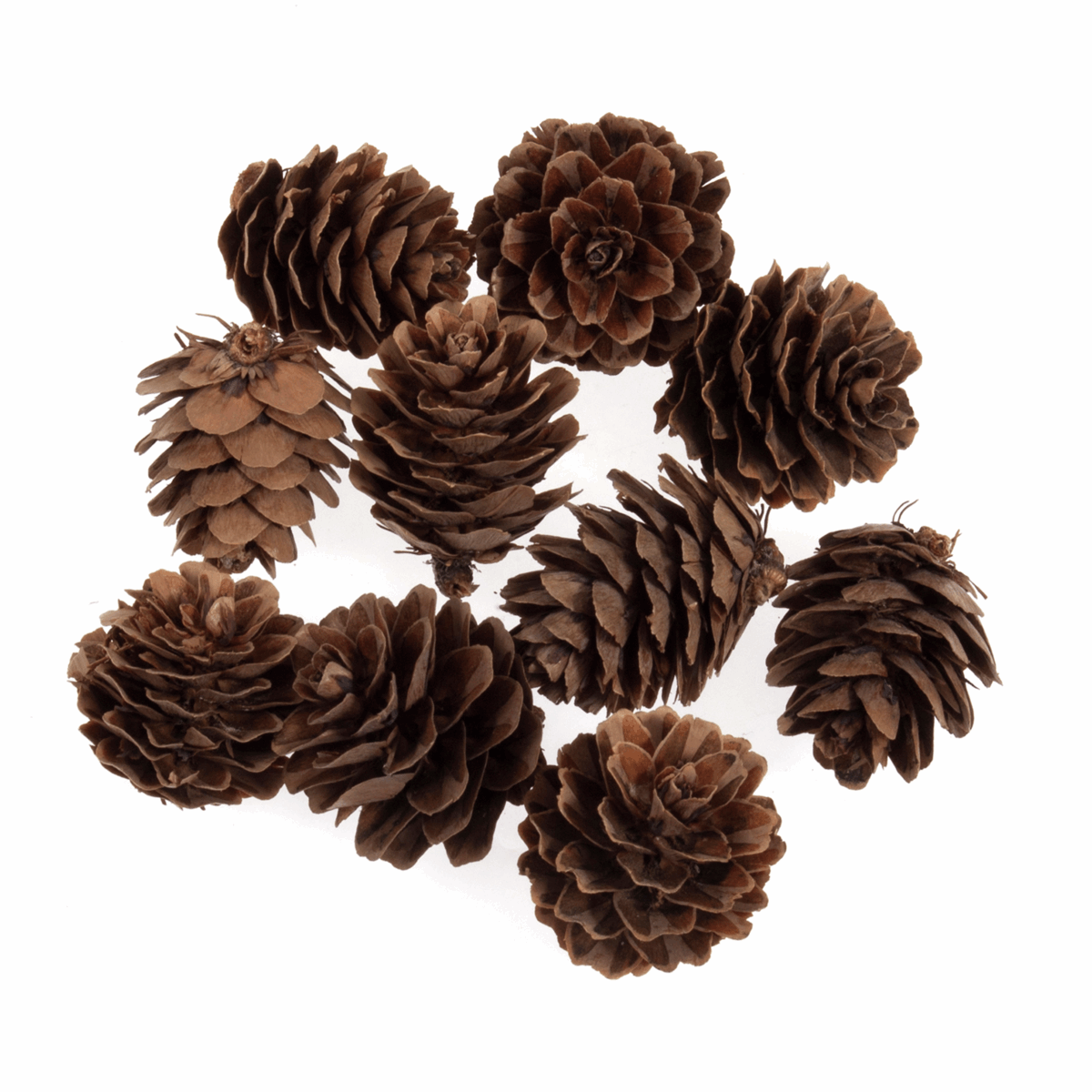 Craft Embellishments - Pine Cones: 25 - 40mm (10 Pieces) - Cheap Fabrics