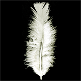 Turkey Feathers Pack (15pcs)